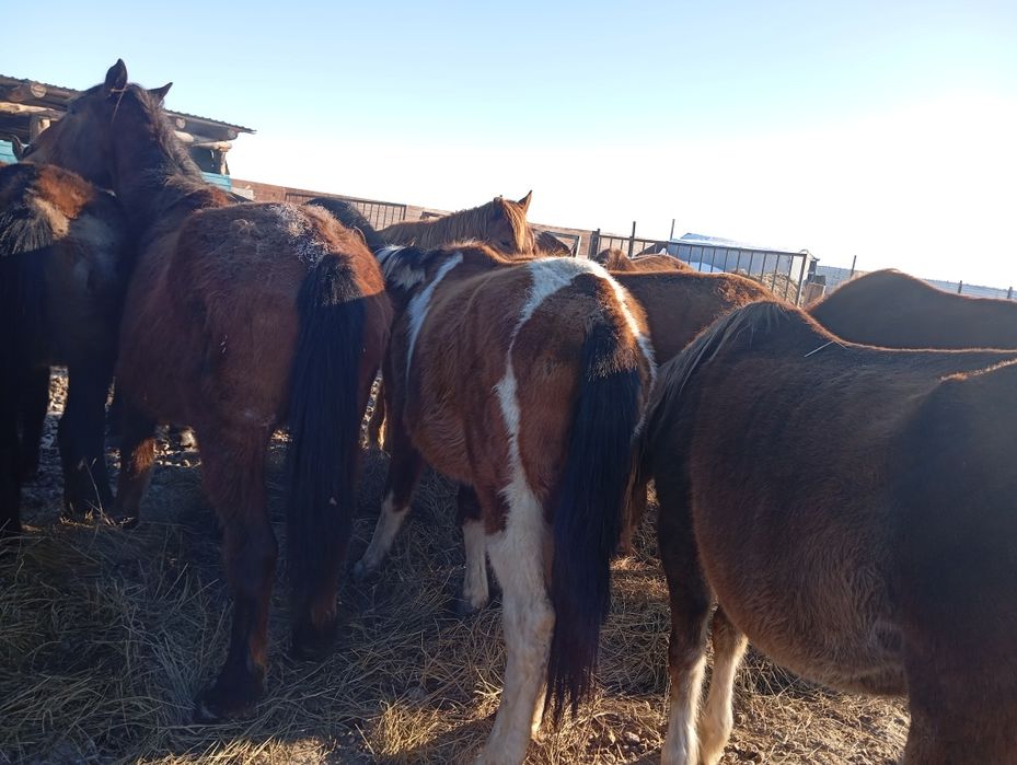 Продам лошади, в апреле - май будет 2 года.