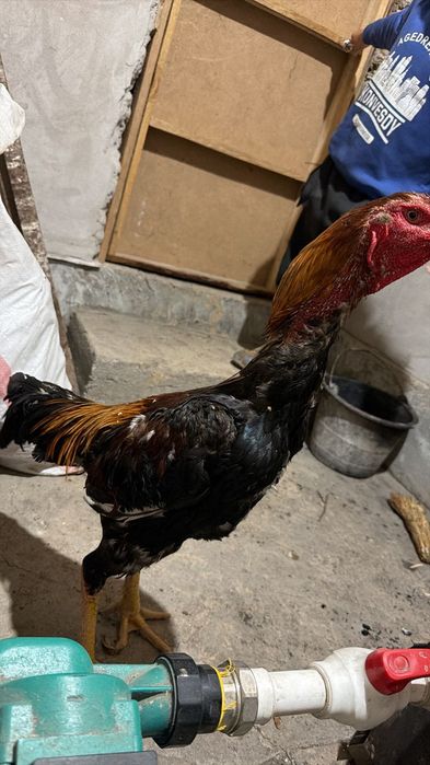 Дакан қораз сатылады