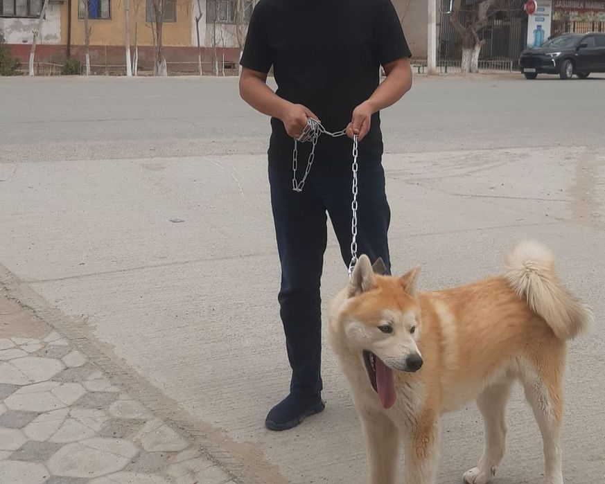 Ит сатилади акита
