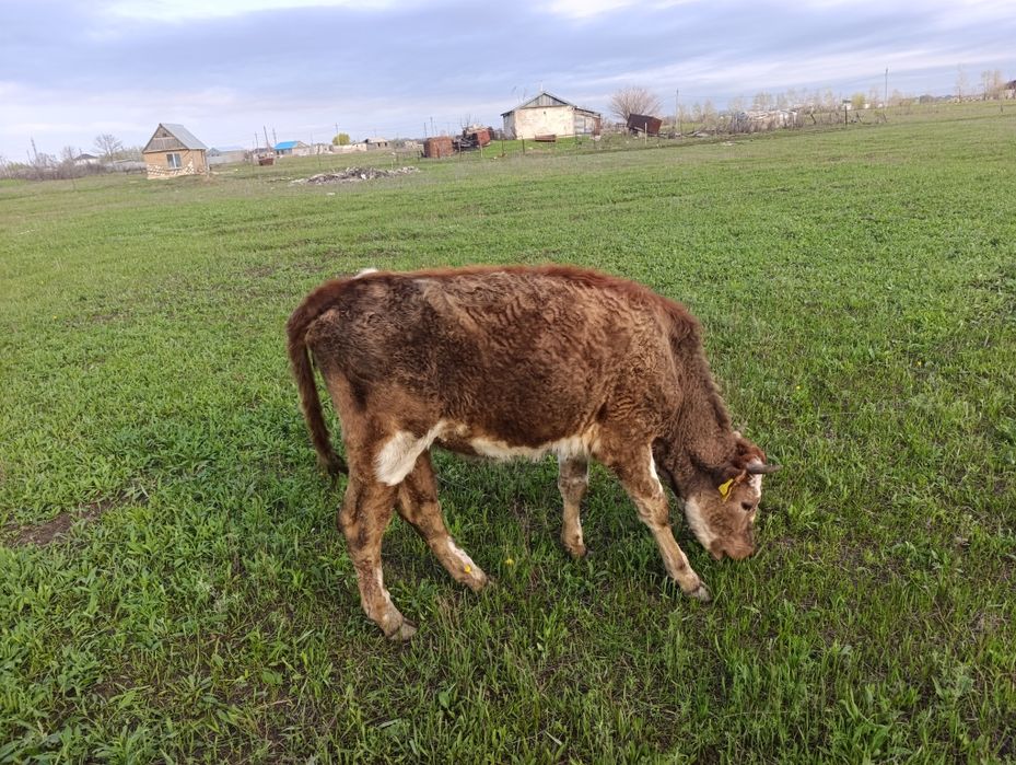 Продам телку 2 года