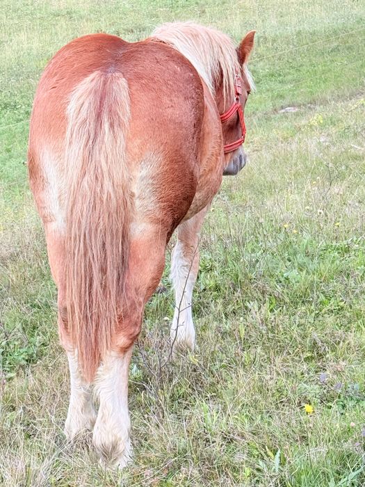 Minza ardeneza de vinzare de 1 an