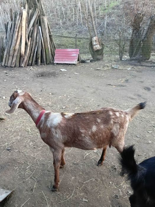 Vând capra anglonubiana gestantă în aproape 2 luni!