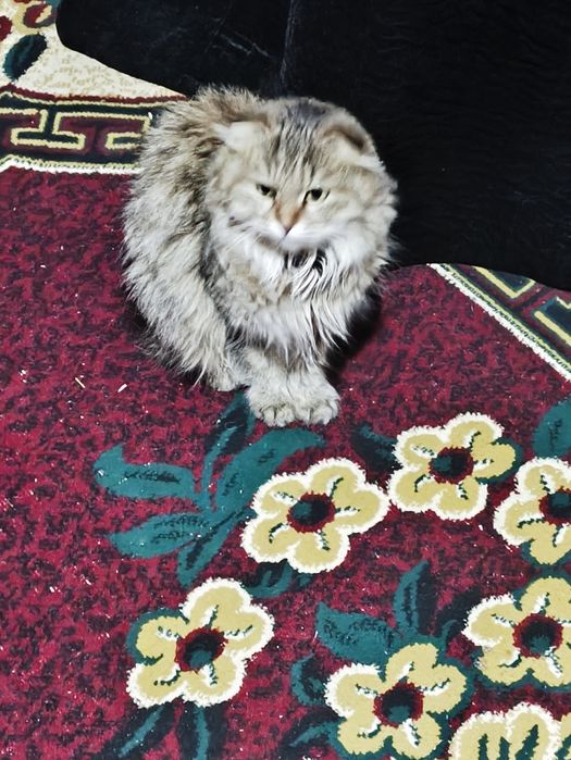 Mushuk sotiladi narxi kelishiladi