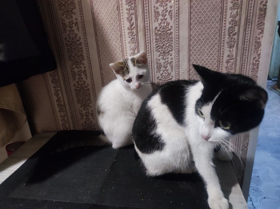 Отдам котенка в добрые руки
