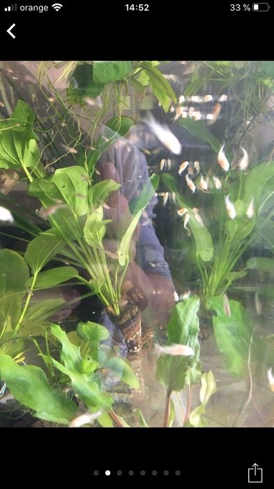 Corydoras paleatus albino