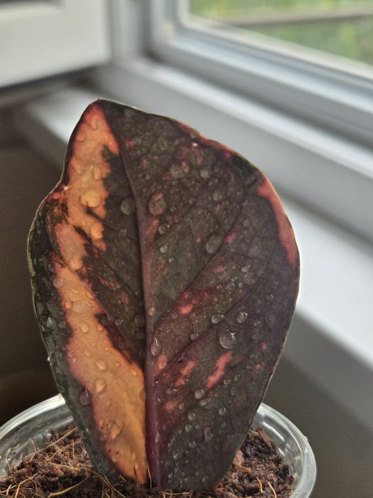 Замиокулькас вариегатный Multicolor Pink Orange Silver