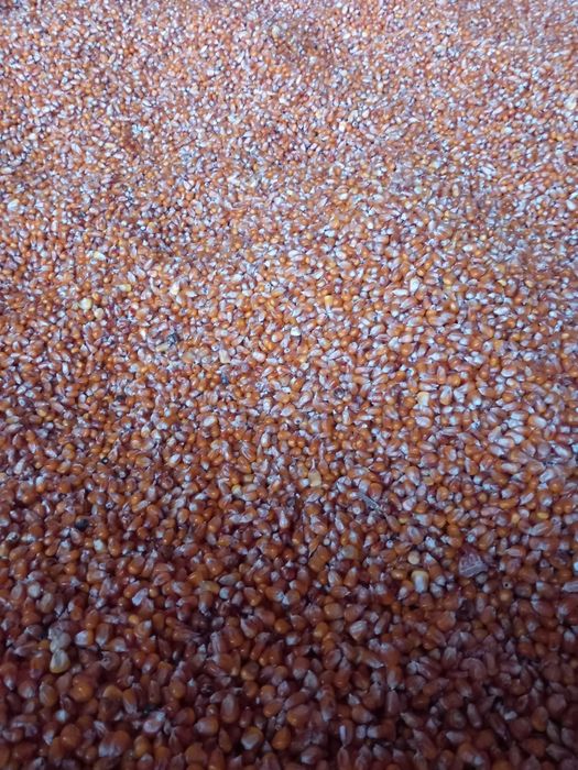 Vând grăunte sticlos  de mămăligă