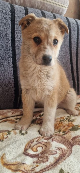 Щенок ищет дом , ласковые руки!