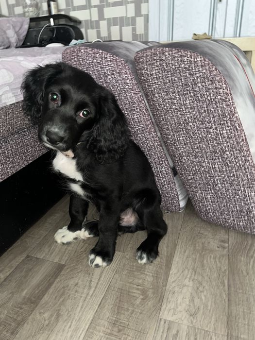 Английский коккер спаниель