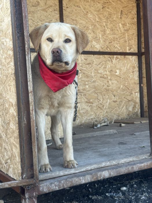 Продам Лабрадор мальчик