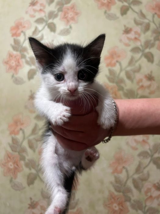 Отдадим котят в доьрые руки