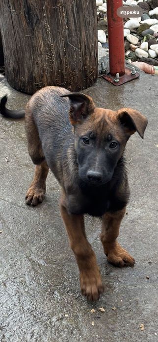 Малиноа на 80 дена с втора ваксина