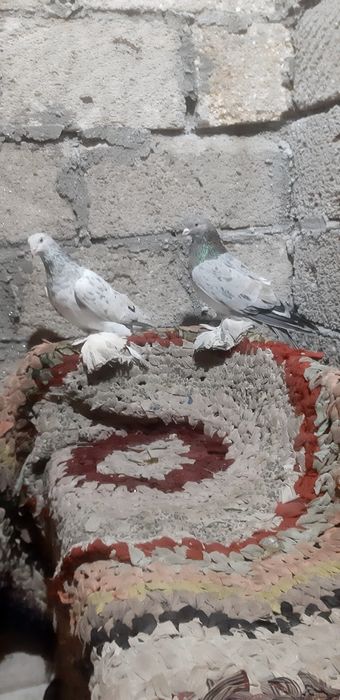 Продаются челкари