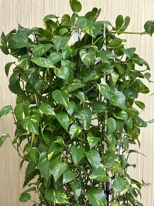 Комнатные цветы эпипремнум