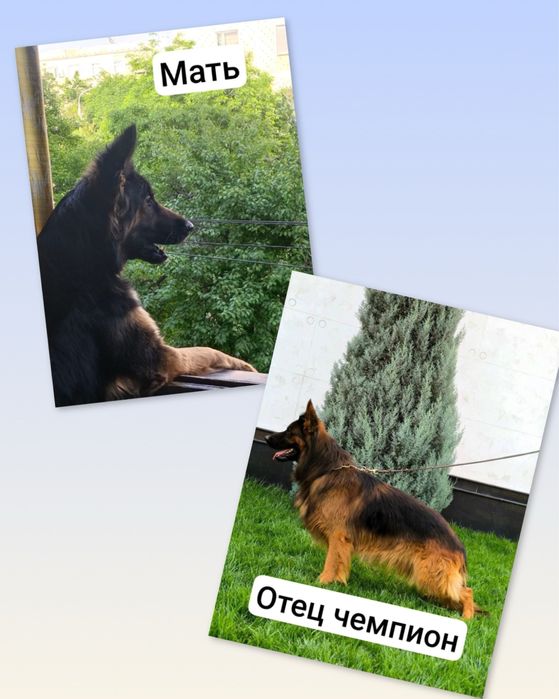 Немецкая овчарка