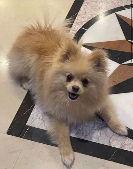 Мъжки Пумеран/Шпицер на 8 месеца