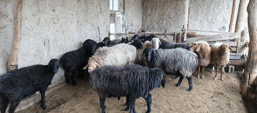 Xisori bugʻoz egiz tugʻadigan qoʻylar