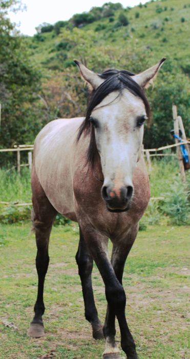 Продам Арабского жеребца потомка знаменитых жеребцов