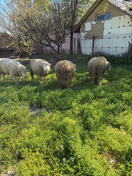 Berbecuti Il de France de monta