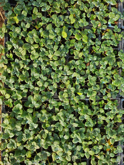 Многогодишни ягоди Селва