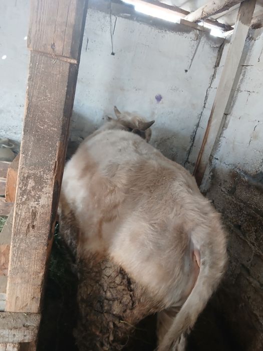 Продам быка. 1год и 2 месяца