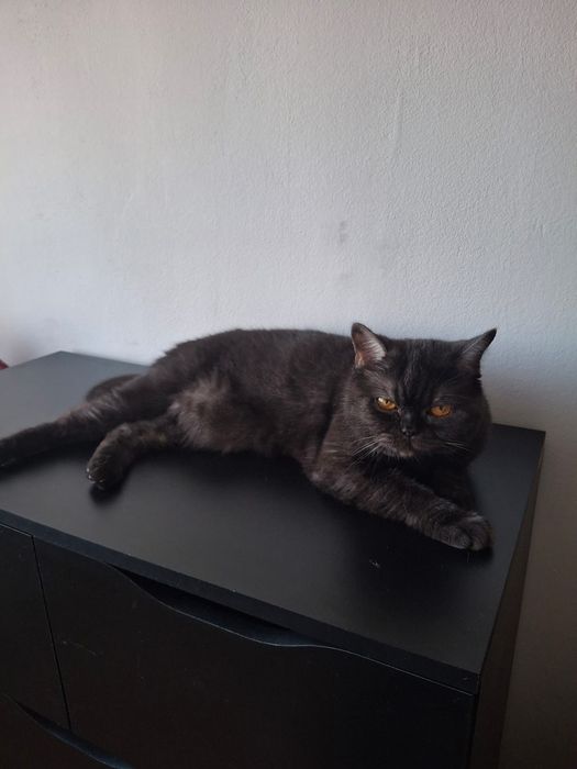 Ищем кота для британочки