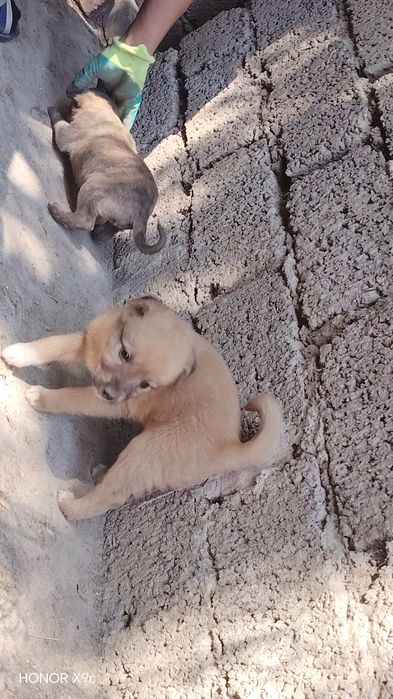 Yoqimtoy kuchuk bolalari