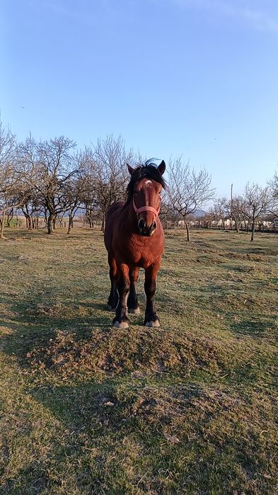 Harmăsar de vânzare.