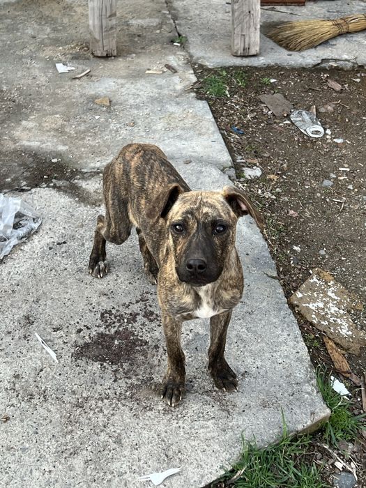 Продам собаку питбуль