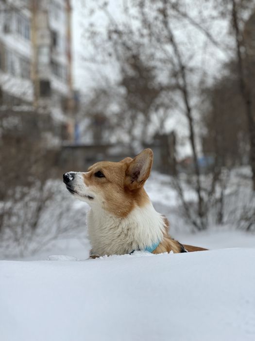 Ищем девочку  корги для вязки