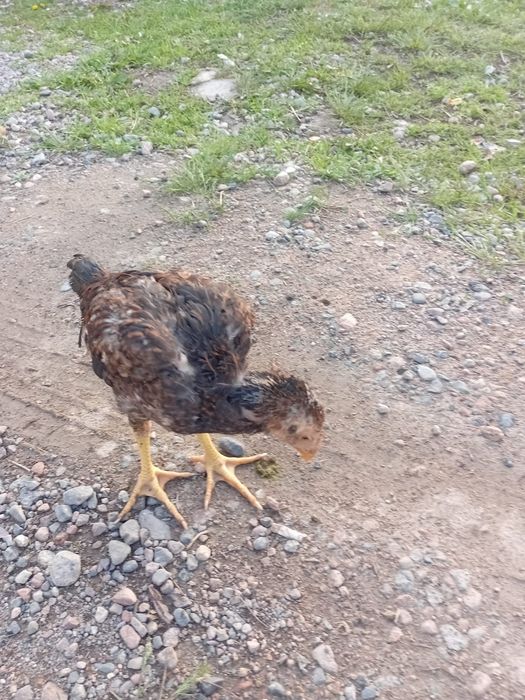 Даканы шамо карея