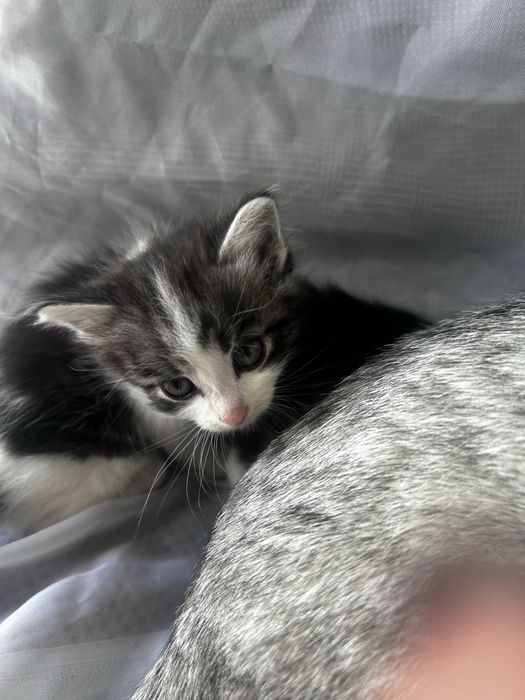 Котенок бесплатно