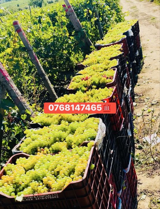 Struguri de vin de vanzare avem toate soiurile