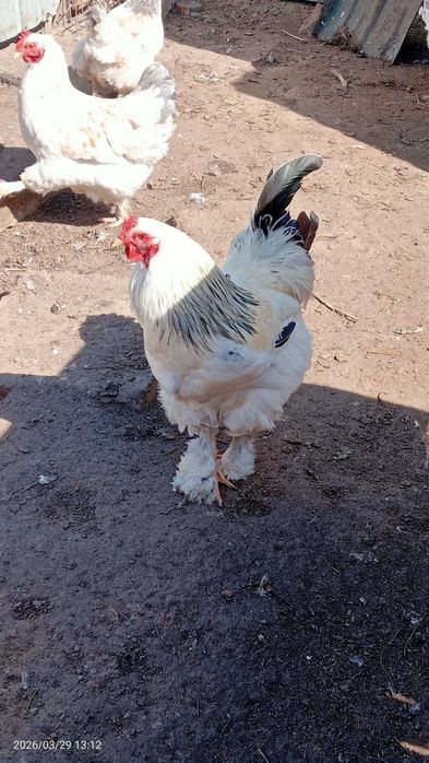 Продам петуха 8 месяцев