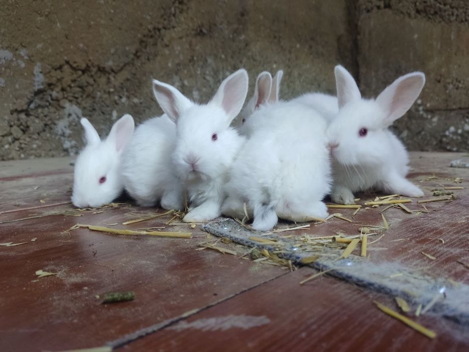 Quyon bolalari. Zotdor