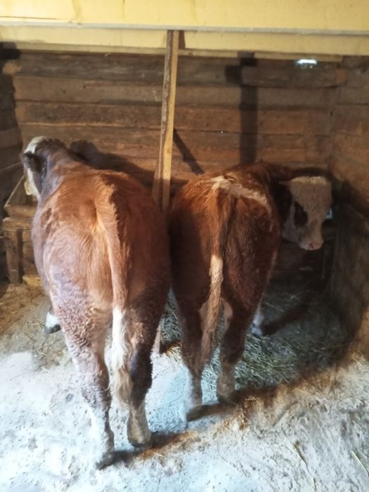 Tăurași de vânzare