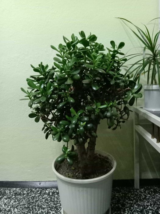 Дърво на Парите/Айхризон, Дърво на живота, Стайна Палма Юка