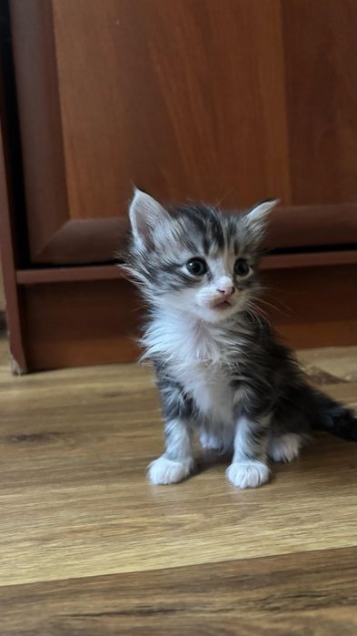 Дарю котят активных.