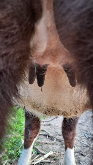 Рассийский токол гунажин 1чи коринга 5ойли бугоз