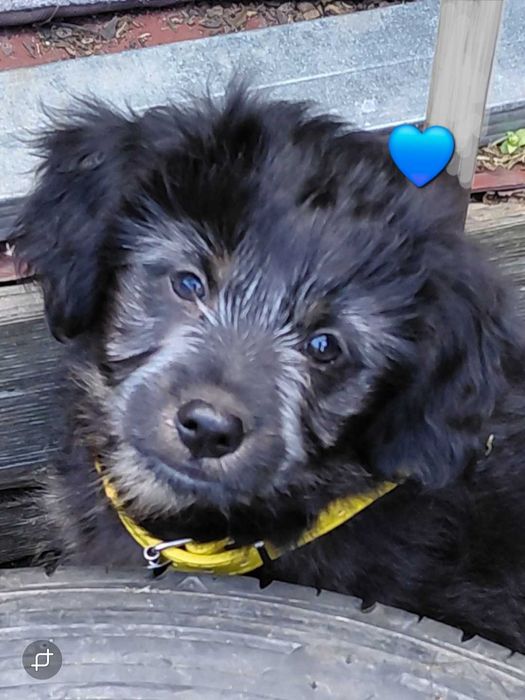 Catelus metis pentru adoptie