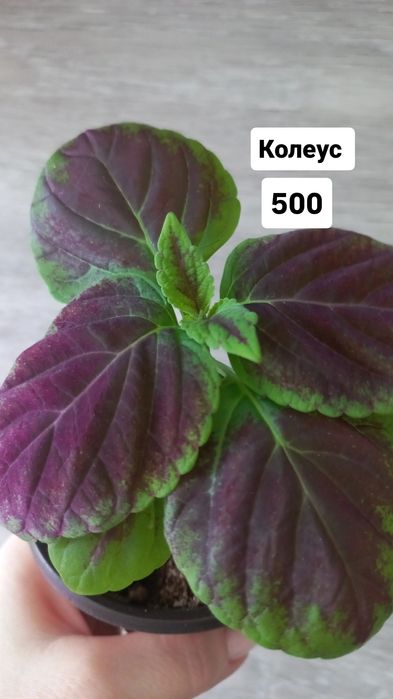 Продам цветы Колеус