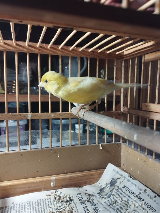 Продам кенора самца и двух самок