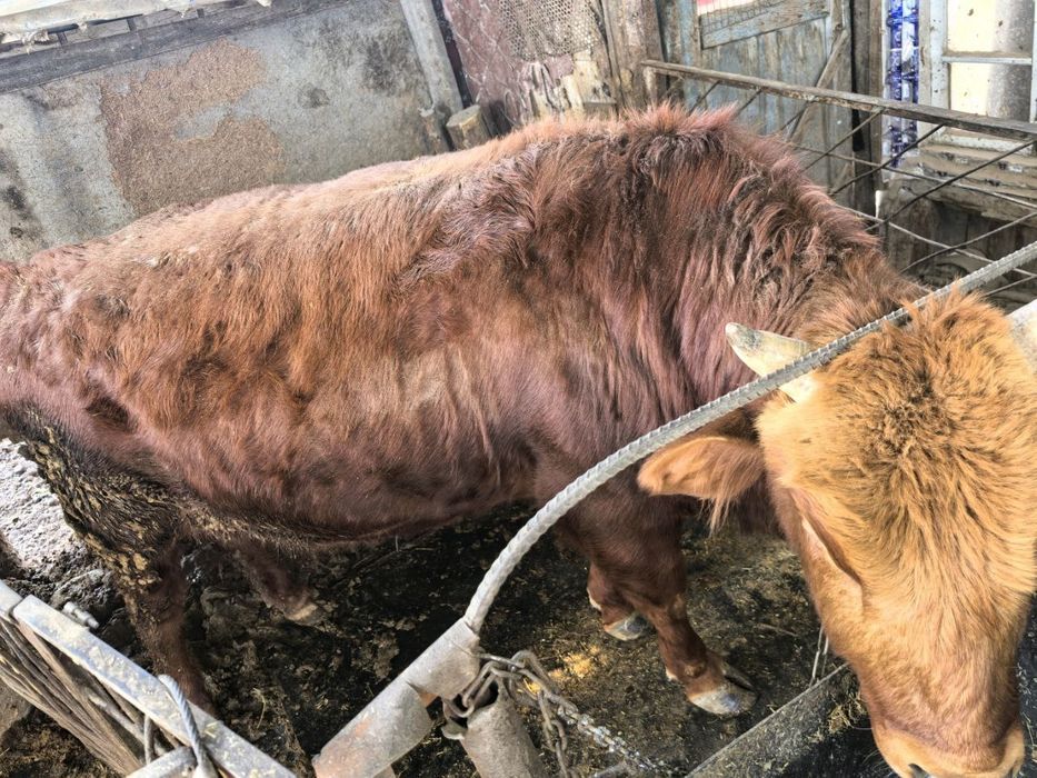 Букалар сотилади