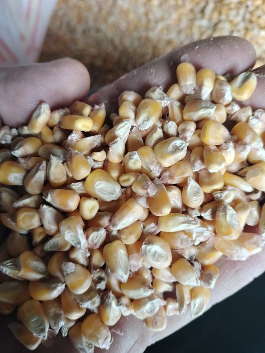 Vând cereale,porumb ,grau ,floare