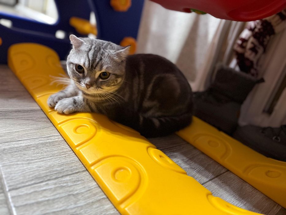 Продаётся шотландская вислоухая