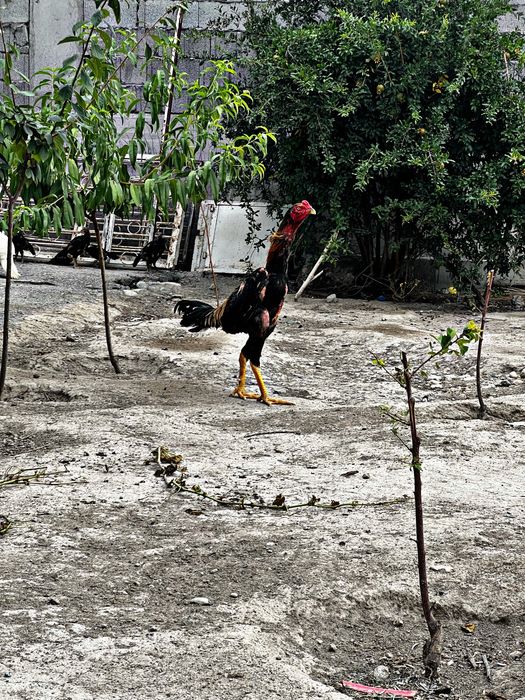 privaznoy yapon shamo tozasi