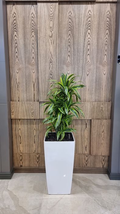 Пересадка Офисных и Комнатных растений уход