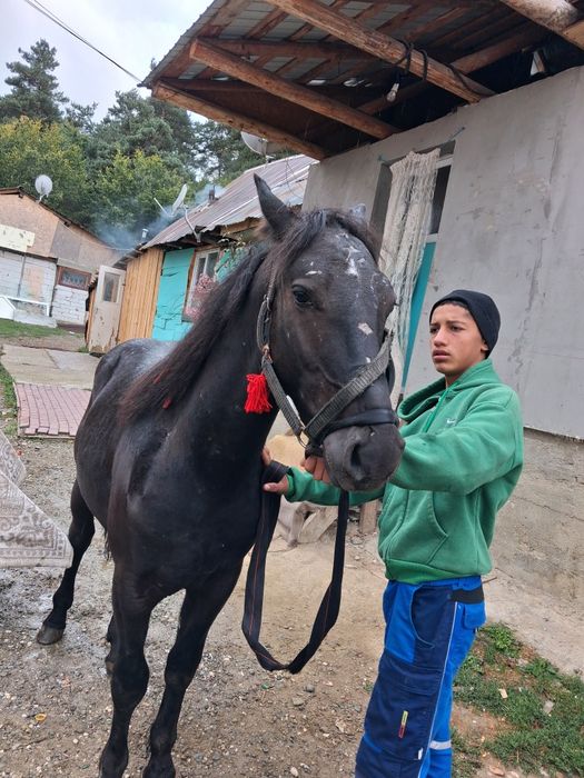 Vând Manz de 11 luni