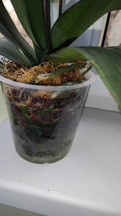 Орхидея фаленопсис Мишель(цветет)