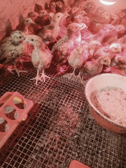 Цыплята Актобе Продам